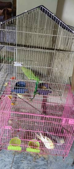 2 cage e coctail 1 latha parrot 0