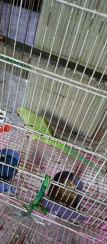 2 cage e coctail 1 latha parrot 1