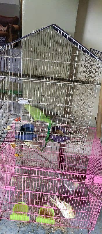 2 cage e coctail 1 latha parrot 2