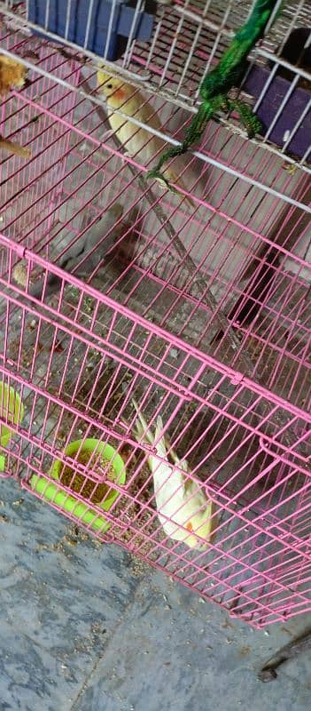 2 cage e coctail 1 latha parrot 3