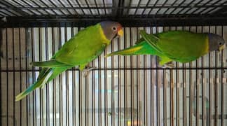 PlumHeaded Parakeet Breeder Quality Pair