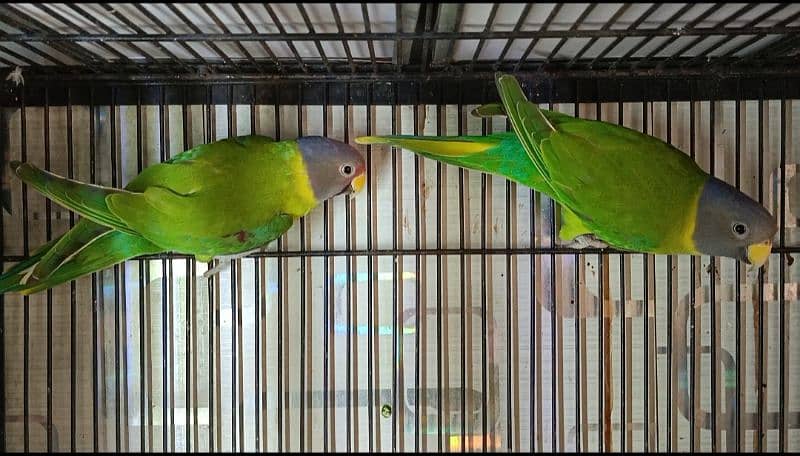 PlumHeaded Parakeet Breeder Quality Pair 5