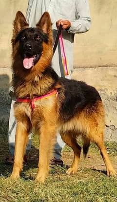 king shefard male age 6 month sequrty train for sale