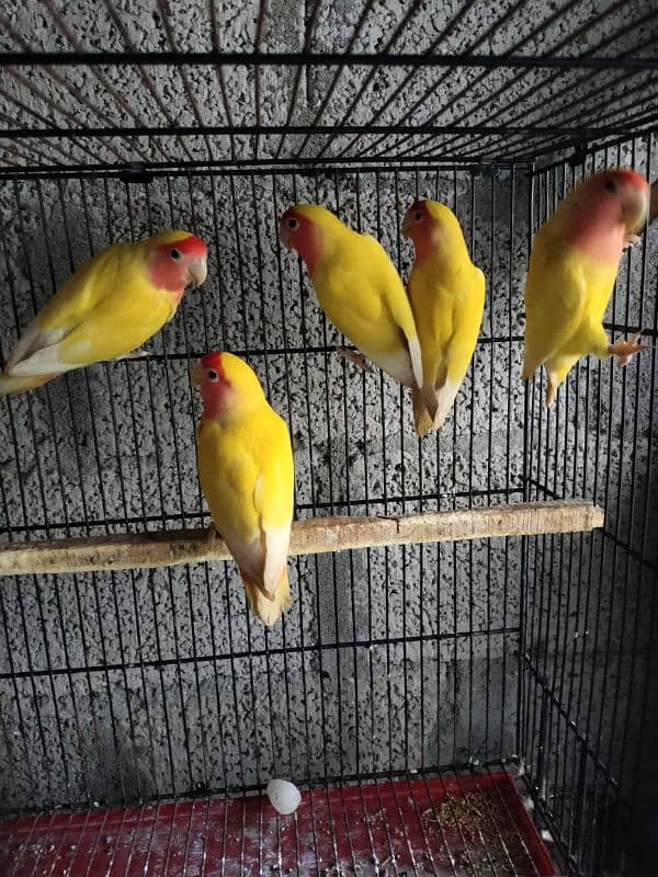 Full set up Love birds and budgies with 4 portion cage for sale 0