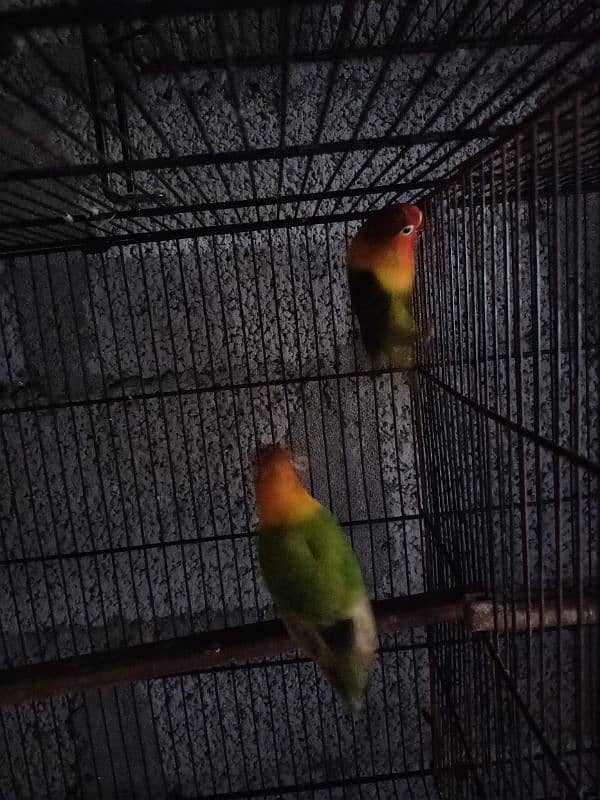 Full set up Love birds and budgies with 4 portion cage for sale 1