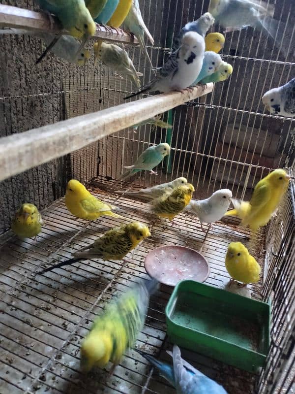 Full set up Love birds and budgies with 4 portion cage for sale 2