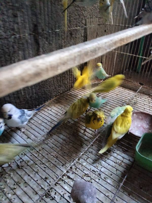 Full set up Love birds and budgies with 4 portion cage for sale 3