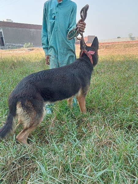 german shepherd female long court 1