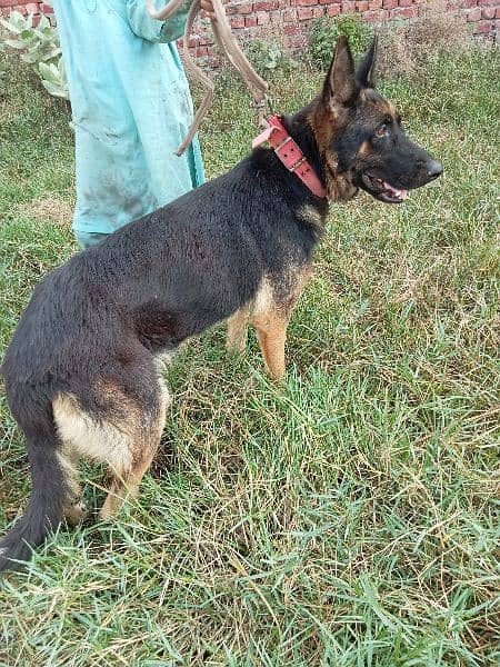 german shepherd female long court 4