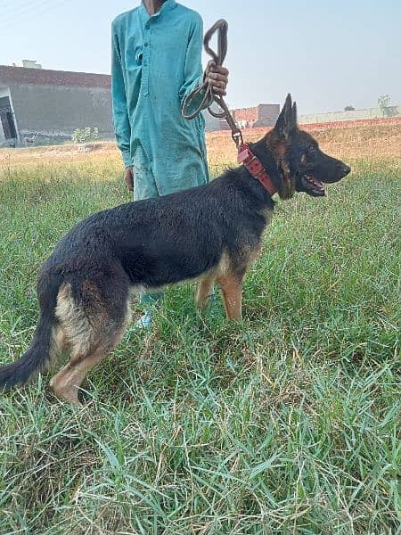 german shepherd female long court 5