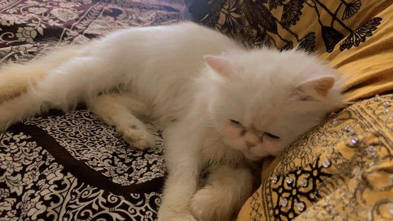 punch face persian cat 1