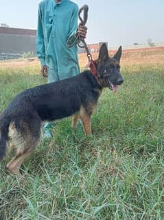 german shepherd female long court