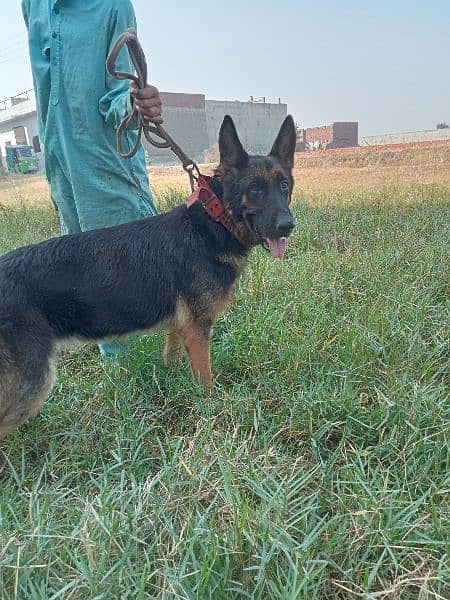 german shepherd female long court 1