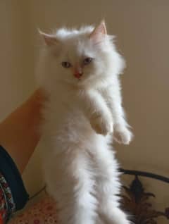 persian kitten healthy and active triple coated