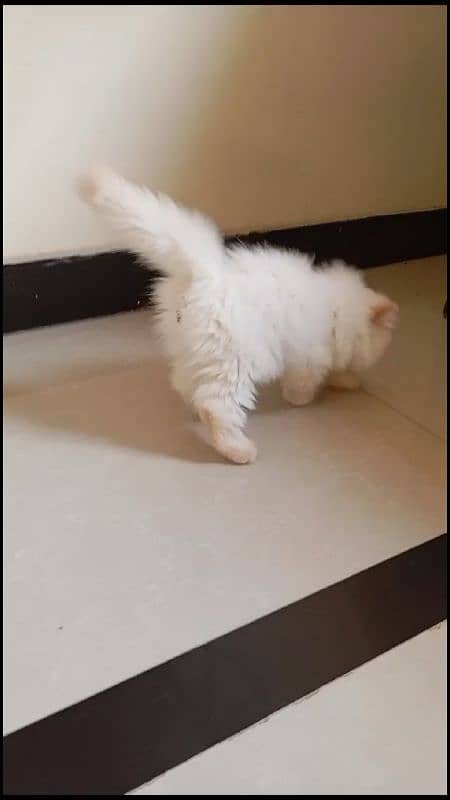 persian kitten healthy and active triple coated 3