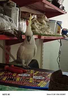 cockatoo