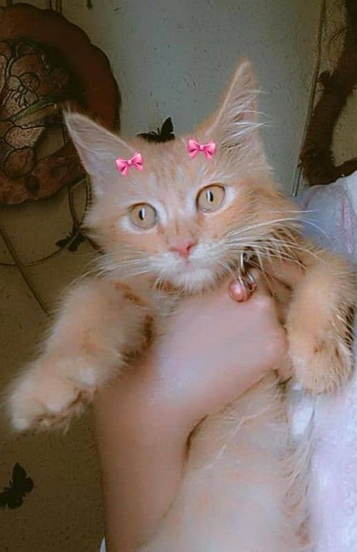 Dable croted  parshiyen kitten for sale 2