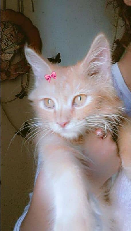 Dable croted  parshiyen kitten for sale 3