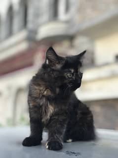 Cute  persian Black female Cat 0