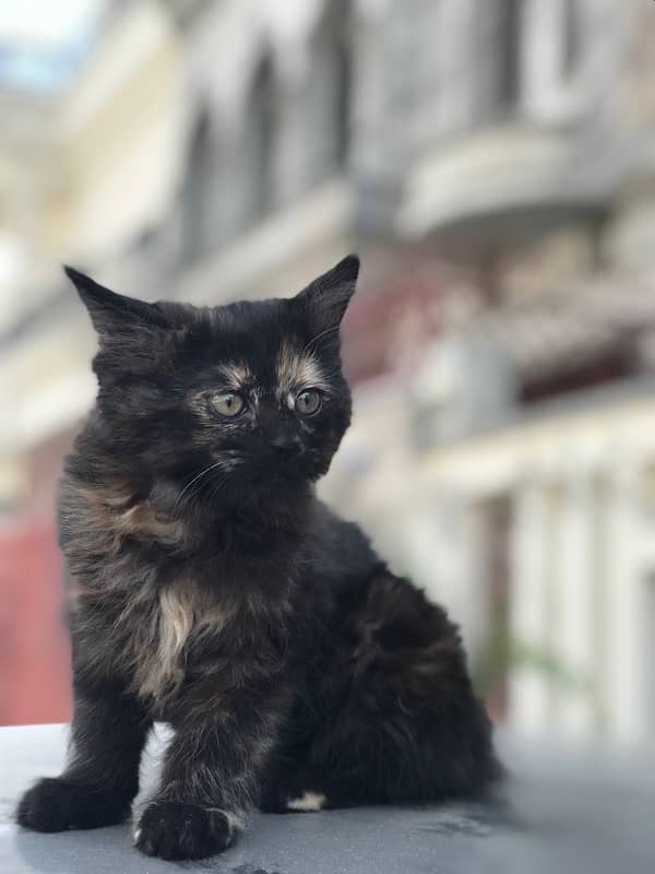 Cute  persian Black female Cat 1