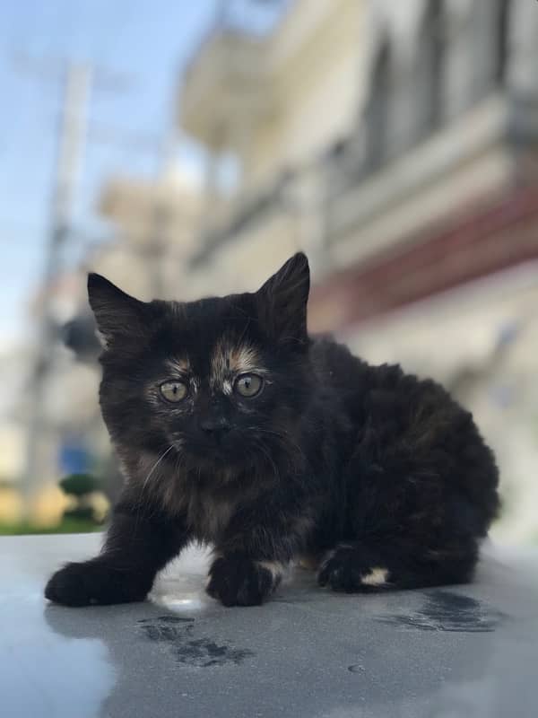 Cute  persian Black female Cat 2