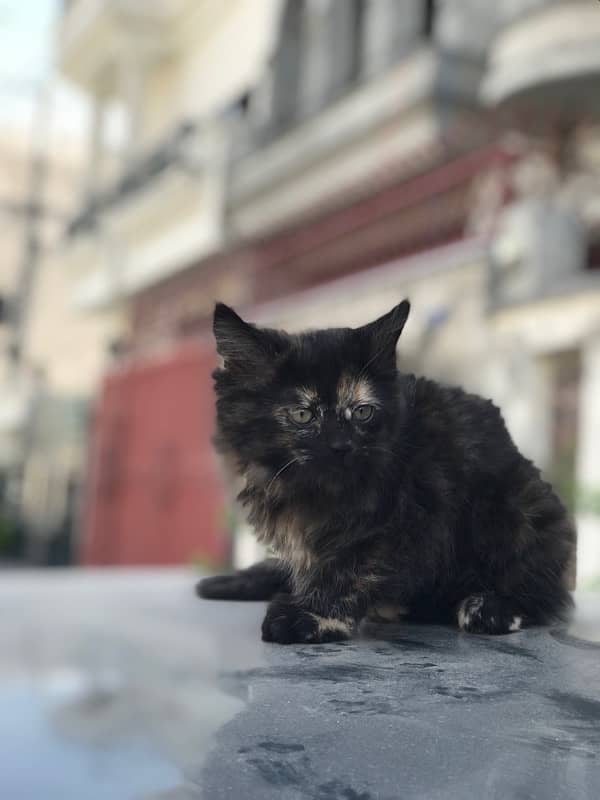 Cute  persian Black female Cat 3