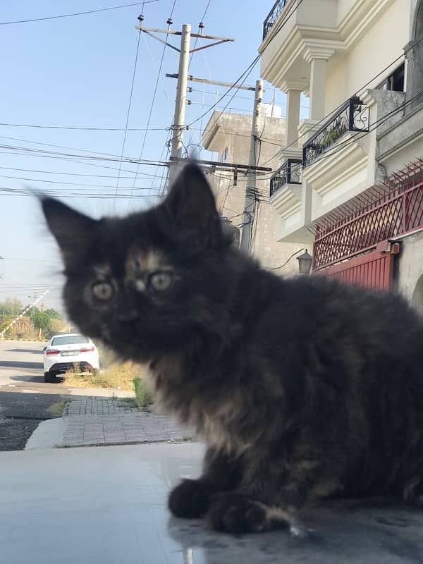 Cute  persian Black female Cat 4