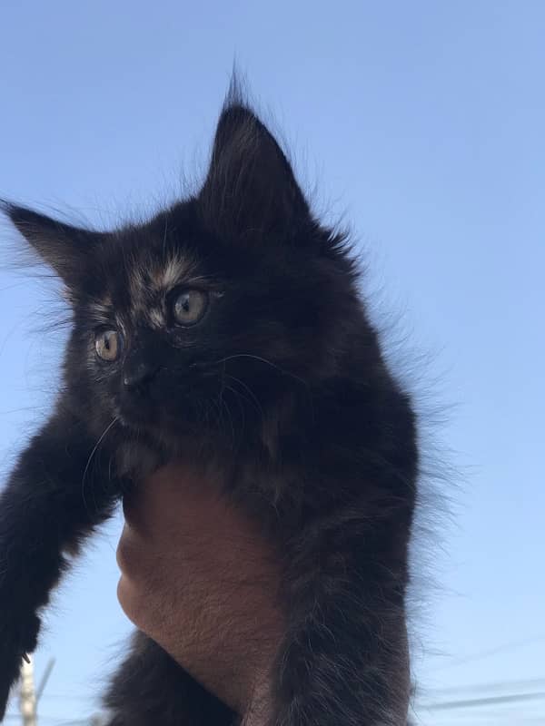 Cute  persian Black female Cat 6