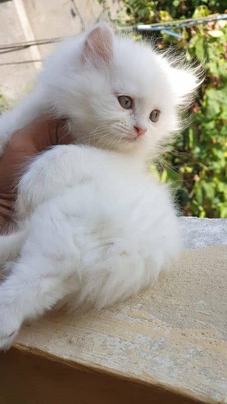 persian kitten healthy and active triple coated 4