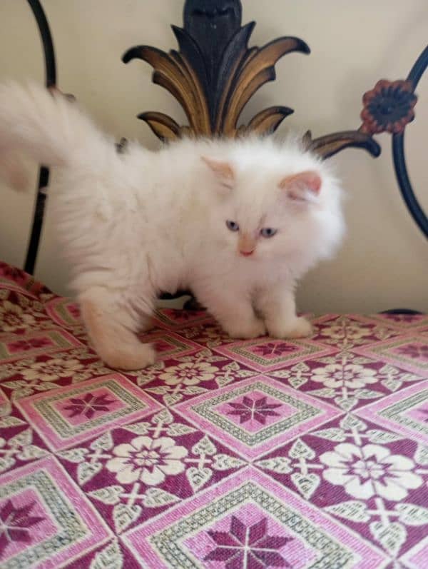 persian kitten healthy and active triple coated 5