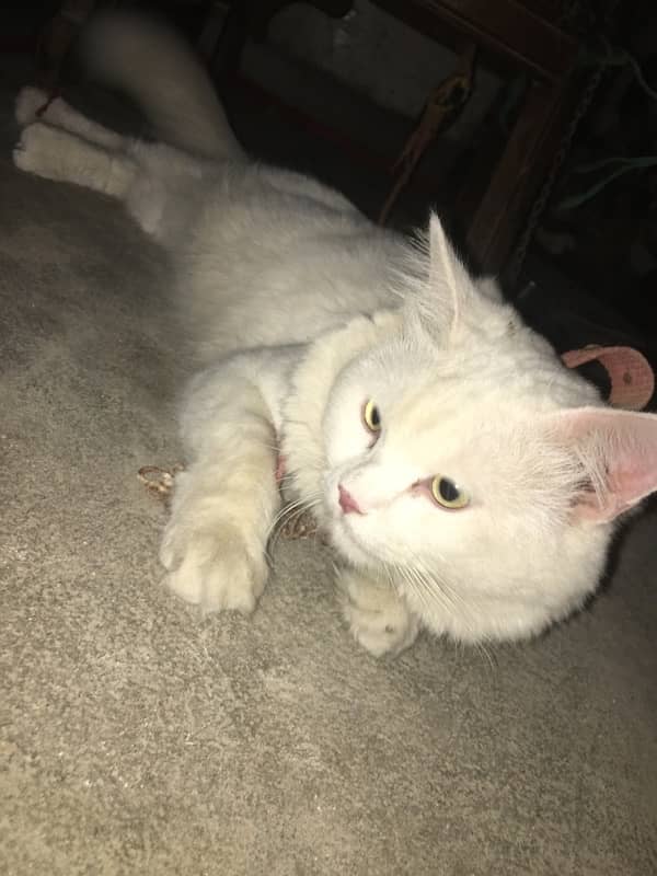 I am cat selling big male Persian 1