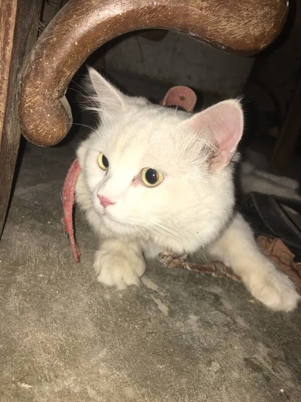 I am cat selling big male Persian 2