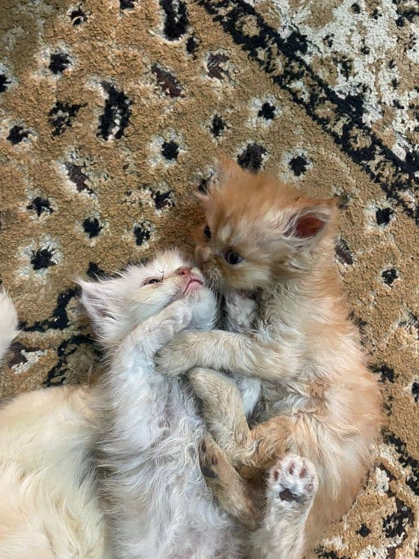 Persian kittens pair 1