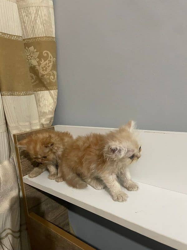 Persian kittens pair 3