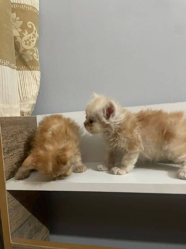 Persian kittens pair 4