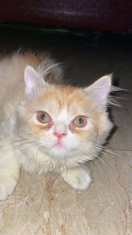 PERSIAN MALE CAT 2