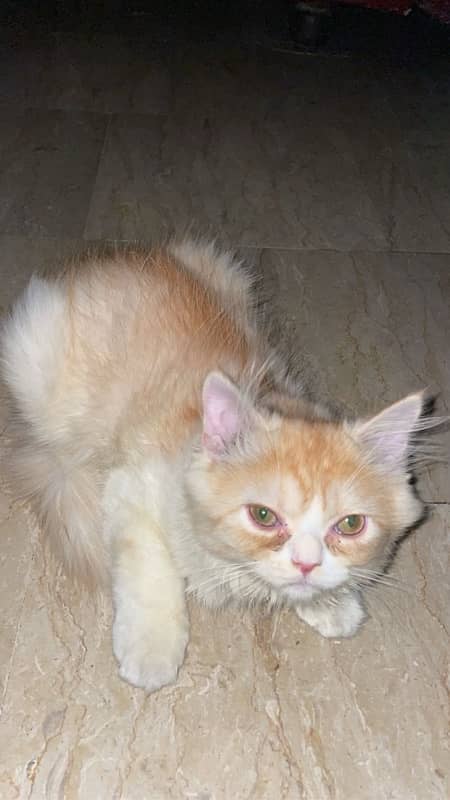 PERSIAN MALE CAT 3