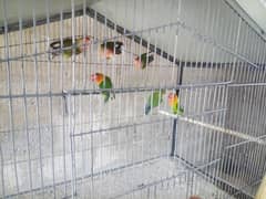 4 piece lovebird available for sale