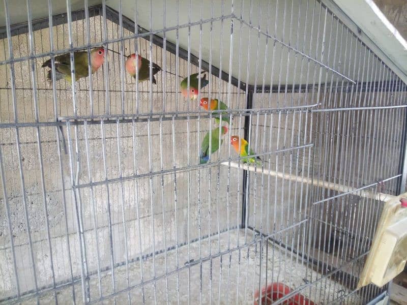 4 piece lovebird available for sale 1