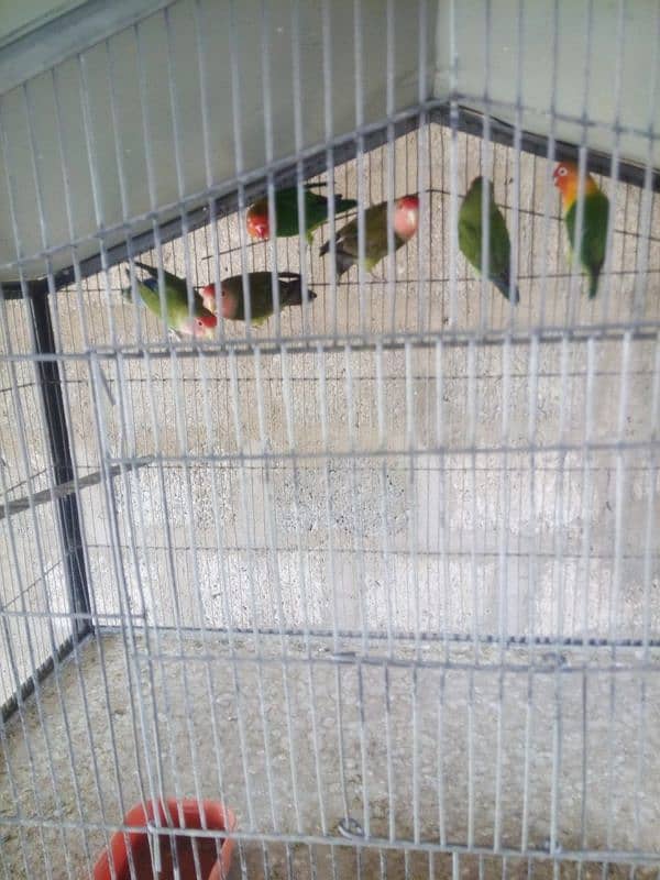 4 piece lovebird available for sale 2