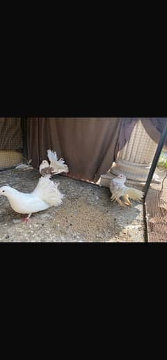 fancy pigeons