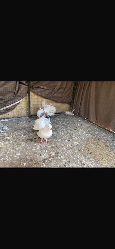 fancy pigeons 1