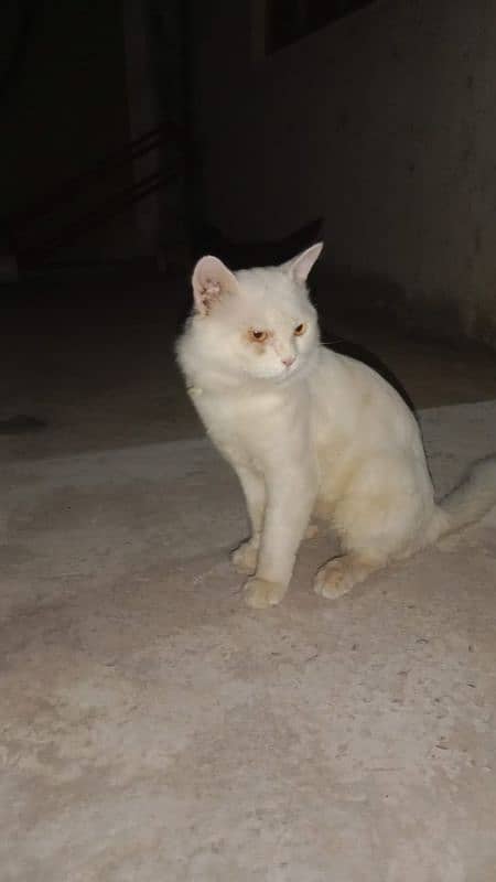 Persian cat in kid 1