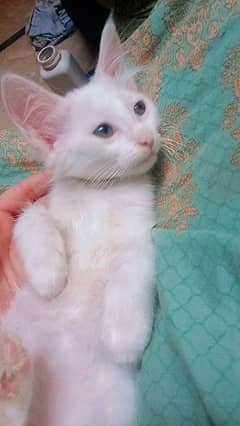 8 month kitten cross me h chahiye to contact kare 03172959508