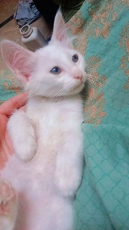 8 month kitten cross me h chahiye contact kare is num pr 03172959508 0