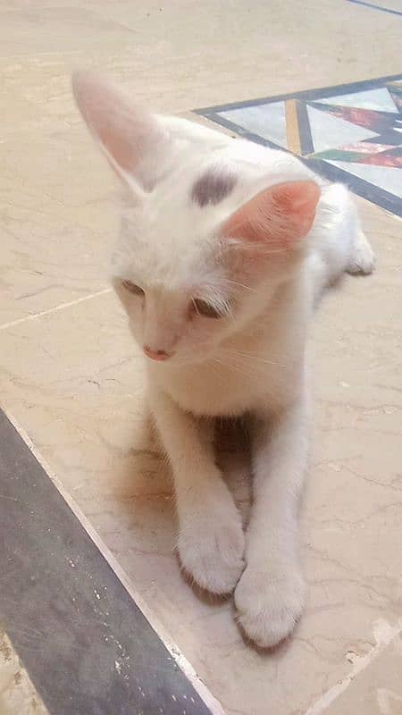 8 month kitten cross me h chahiye contact kare is num pr 03172959508 2