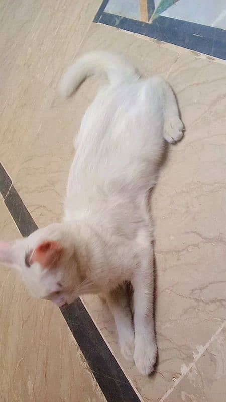 8 month kitten cross me h chahiye contact kare is num pr 03172959508 3