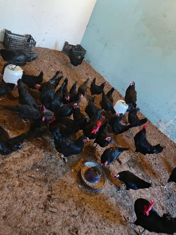 Australorp eggs for sale 1