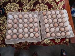 Australorp eggs for sale