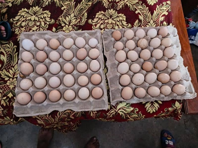 Australorp eggs for sale 0